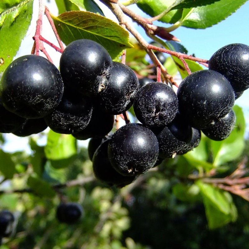 Aronia - Nero