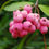 Miniature : Myrtillier - Pink Berry