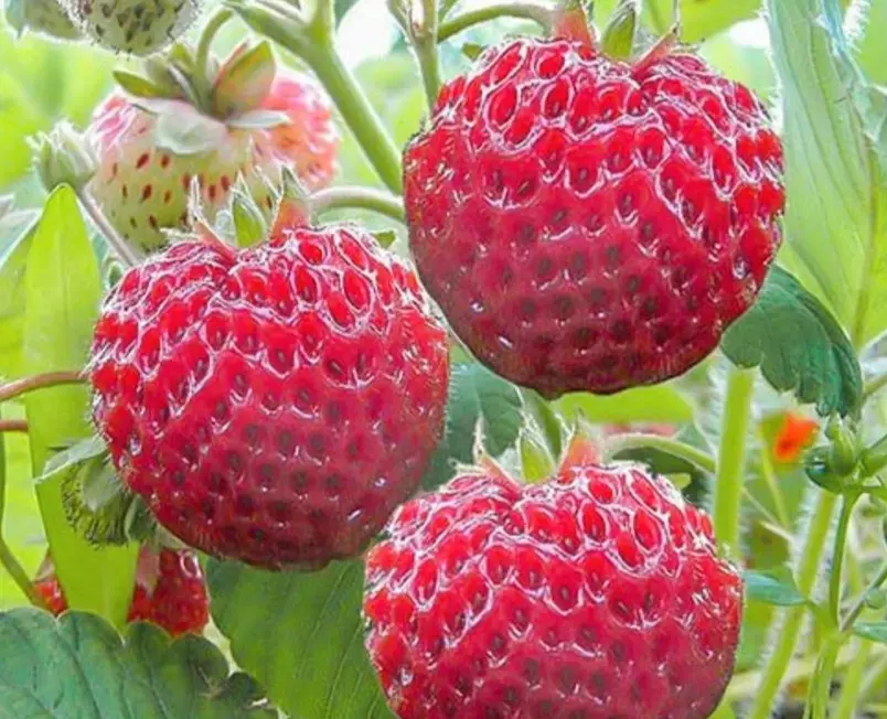 Fraisier - Anared