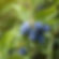 Baie de Mai - Edulis