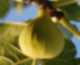 Figuier - Col de dame blanc