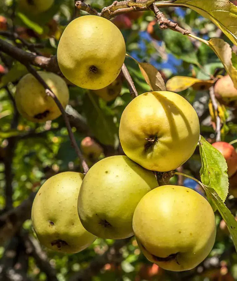 Pommier Reinette du Mans