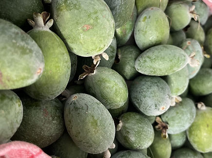 feijoa.jpg
