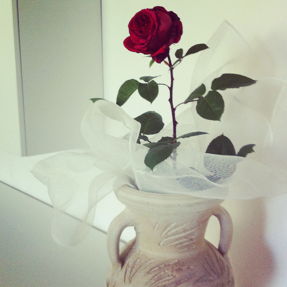 Rose from our garden