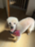 IMG_4859.jpeg
