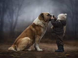 Quora: How can I explain to my toddler about our pet dog dying?