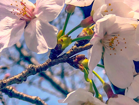 桜が咲いてきましたね!