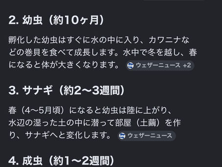 ホタルの一生