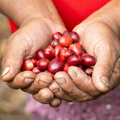 Ripe Coffee Cherries