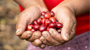 Ripe Coffee Cherries