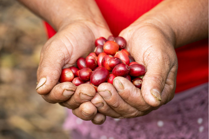 Ripe Coffee Cherries