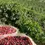 Miniature : Brazil - Cerrado