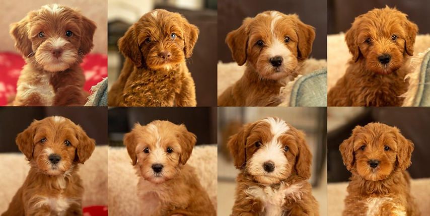australian labradoodle puppies