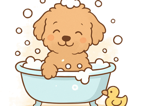 The Ultimate Australian Labradoodle Grooming Guide