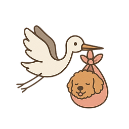 australian labradoodle cartoon