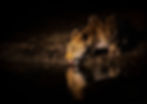 Even though we were utilising a spotlight, this was shot at iso 3200 in order to freeze the slow and simple motions of the leopard drinking