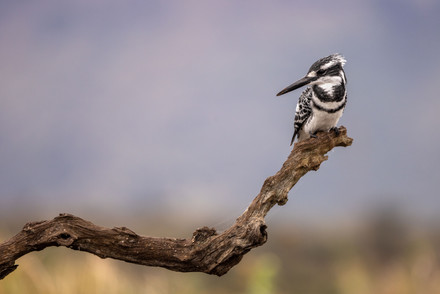 Pied kingfisher