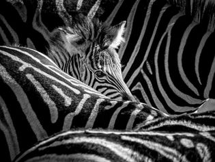 Seeing in Black and White: When to Use Monochrome