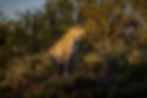 This leopard was constantly moving in and out of sunshine and dark shadows, but auto-iso meant I didn't have to worry and only needed to make a basic tweak later in editing