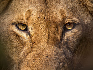 The Power of the Eye