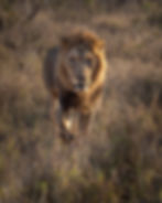 Animals walking toward and away from you can be challenging as they're constantly shifting focal planes