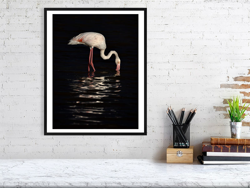 Thumbnail: Flamingo