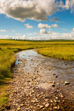 Elephant For Canvas - Samuel Cox-17.jpg