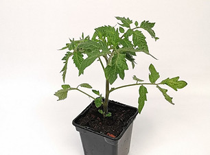 tomate en pot.jpg