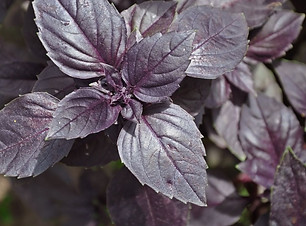 basilic violet.jpeg
