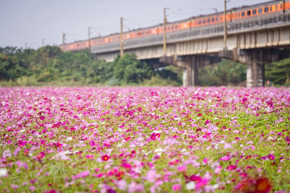 高屏舊鐵橋與河濱公園