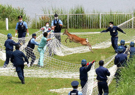 20200603 鹿浜橋に鹿が出現。冒険好きの鹿だろうね。