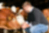 Färsen im Stall mit Landwirt.jpg