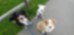 Pack Pups 08