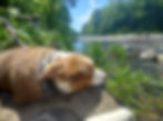 Pack Pups 19.jpg