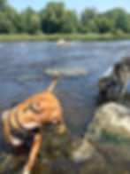 Pack Pups 10