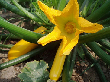 squash blossom