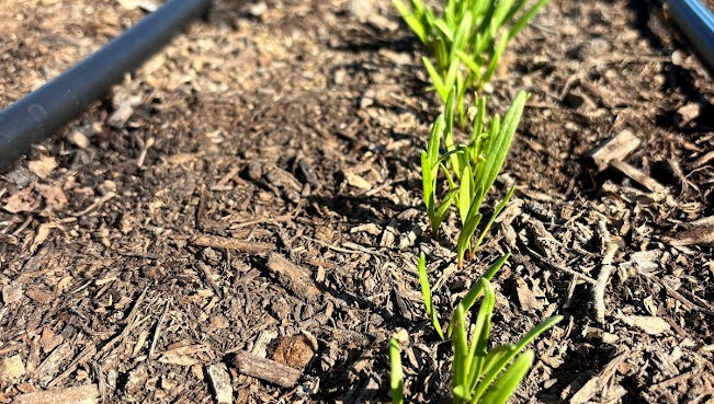 Noonday Notes, Issue 11