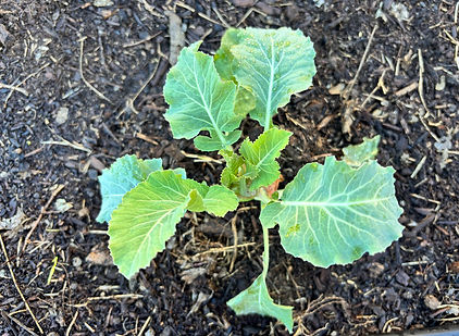 plant