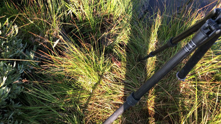 The Weasel That Inspired It ALL