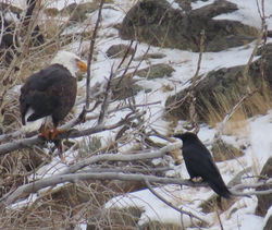eagle with fish and raven watching 20161204_3438