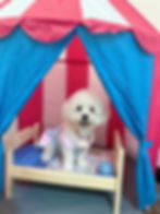 Woof woof! 🐶 This is NOT a drill! The Dog Country Club is here! Indoor beach Check! G