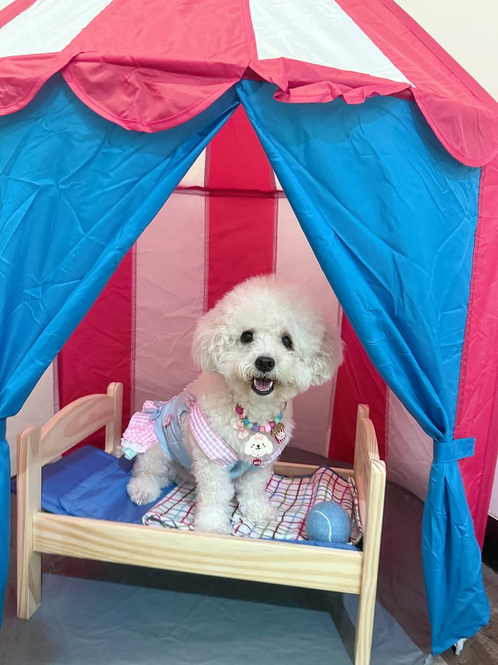 Woof woof! 🐶 This is NOT a drill! The Dog Country Club is here! Indoor beach Check! G