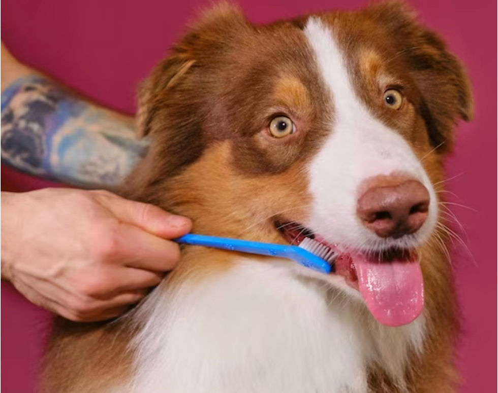 Brushing dog teeth.