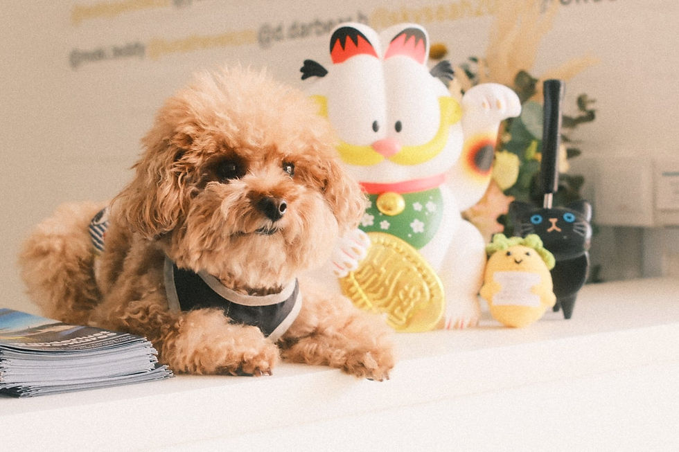 Quiet, air-conditioned co-working desk area with high-speed WiFi for remote workers and their dogs.