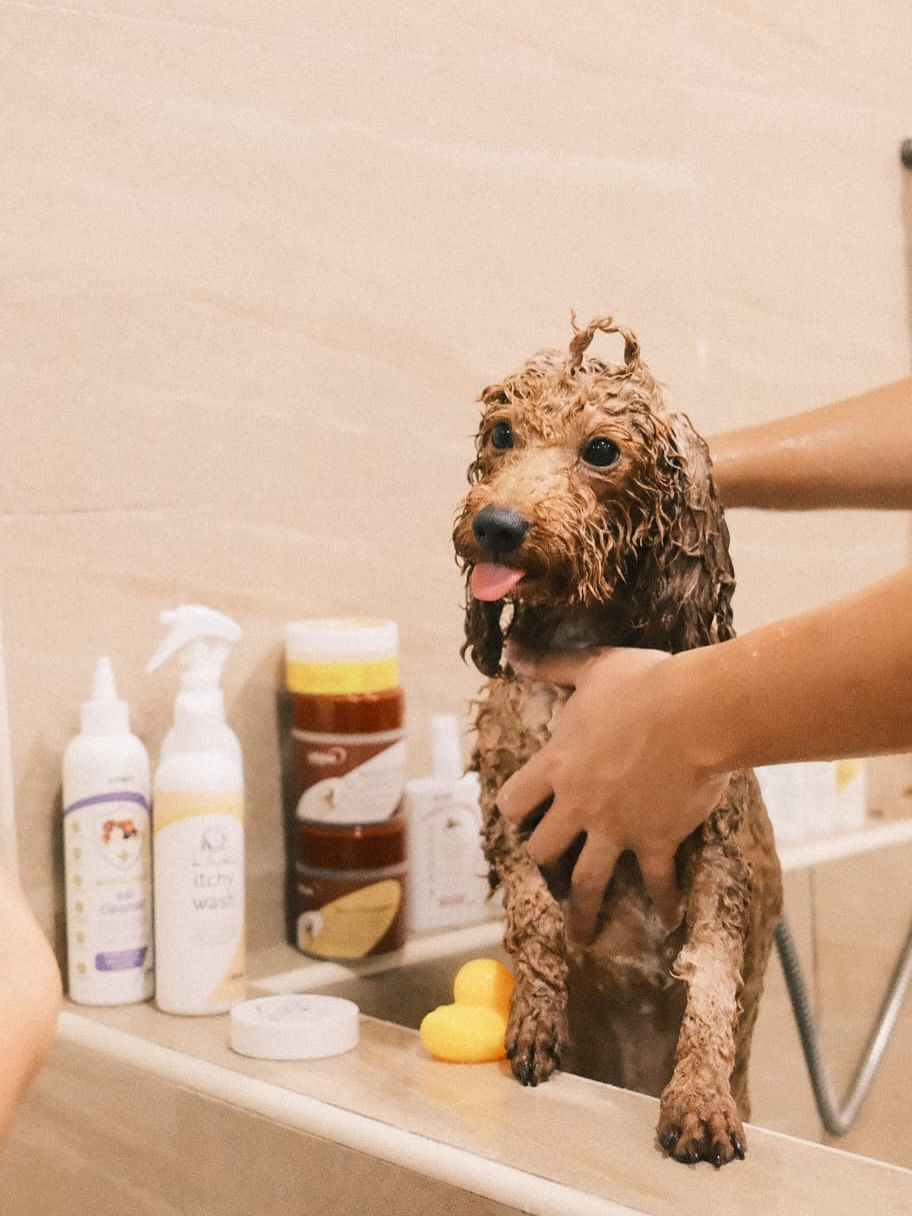 Unleash the fun! Had a great time at the dog paradise - East Coast Dog Club _thedogclub.sg