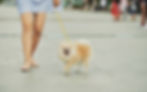 A dog walking in the city. Source: Freepik