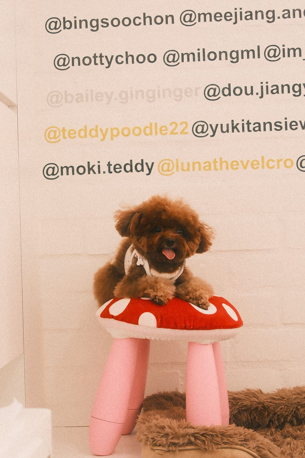 Quiet, air-conditioned co-working desk area with high-speed WiFi for remote workers and their dogs.