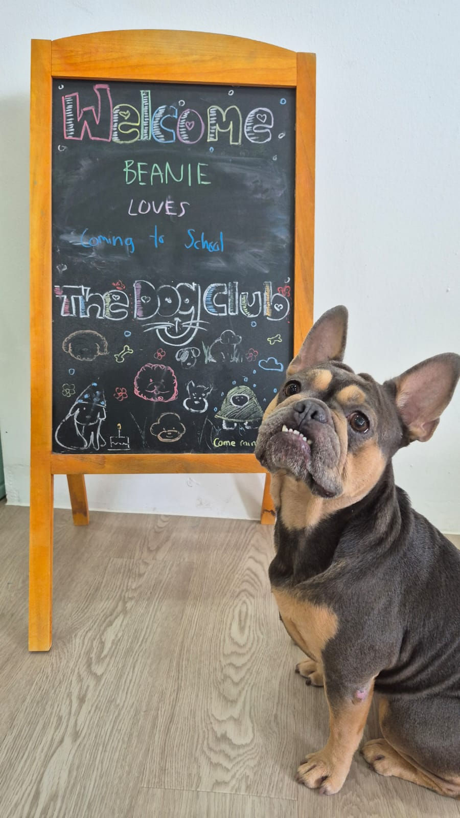 Dog daycare activities 