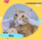 Sola (@itslunathespacecat