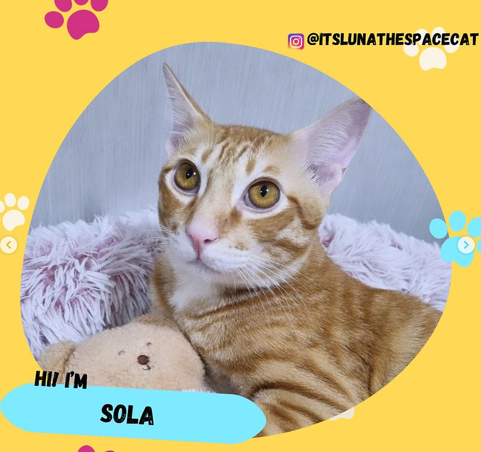 Sola (@itslunathespacecat
